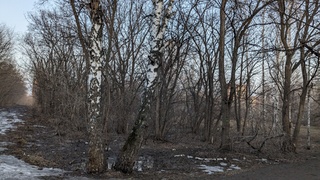 Деревья в парке им. Ленина в Барнауле / Фото: amic.ru