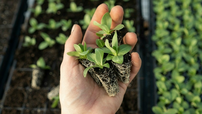 Рассада. Фото: Zoe Schaeffer / unsplash.com