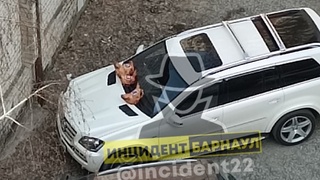 Свиные головы на машине / Фото: "Инцидент Барнаул"