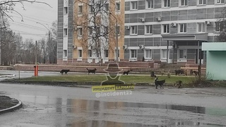 Бездомные собаки в Барнауле / Фото: "Инцидент Барнаул"