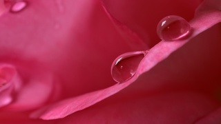 Капли дождя на цветке / Фото: pixabay.com