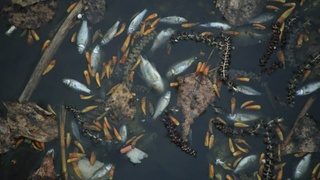 Всплывшая рыба в парке "Изумрудный"/ Фото: Екатерина Смолихина