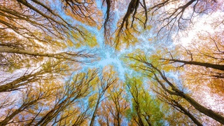 Вид на небо в прекрасном лесу / Фото: pixabay.com