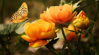 Бабочка на цветке / Фото: pixabay.com