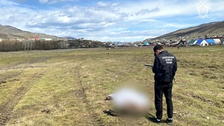 Место убийства девушки в Улагане / Фото: СУ СКР по Республике Алтай