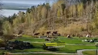 Лоси на территории санатория / Кадр из видео / "Инцидент Барнаул"