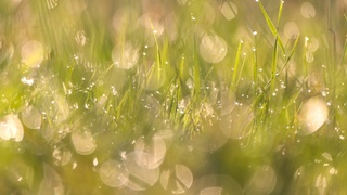 Утренняя роса на траве / Фото: pixabay.com