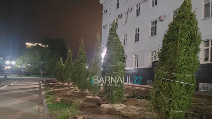 Новые деревья у здание правительства Алтайского края / Фото: Barnaul 22