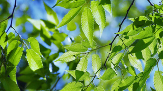 Листва на дереве / Фото: pxhere.com/ru/photo/1042228