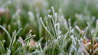 Заморозки / Фото: unsplash.com   