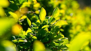 Весеннее обилие растительности / Фото: pixabay.com