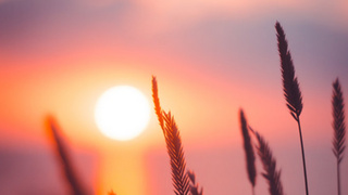 Колоски на фоне солнца / Фото: unsplash.com        