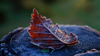 Замерзший лист / pxhere.com/ru/photo/1682942