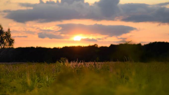 Закат в поле / Фото: unsplash.com
