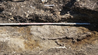 Кости ихтиозавра / Фото: Самарский археологический центр