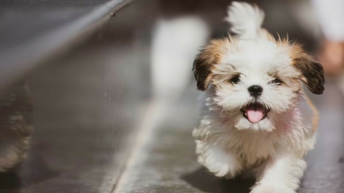 Собака на дороге / Фото: unsplash.com