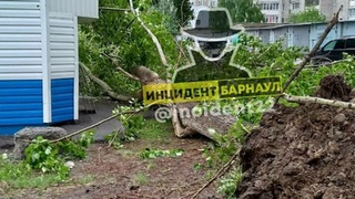 Упавшее дерево / Фото: "Инцидент Барнаул"