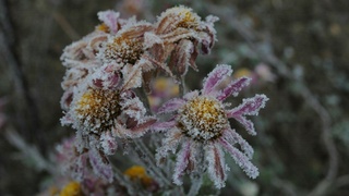 Заморозки / Фото: unsplash.com/Ankhesenamun