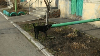 Бездомная собака в Барнауле / Фото: amic.ru