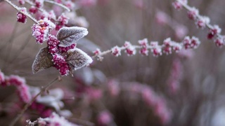 Заморозки / Фото: unsplash.com / frost garden