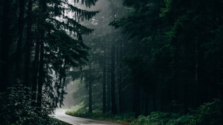 Дождь в хвойном лесу / Фото: unsplash.com