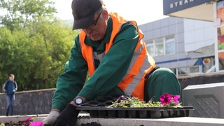 Благоустройство клумб в Барнауле / Фото: пресс-служба мэрии