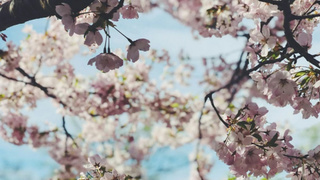 Весна / Фото: Jane Palash / unsplash.com 