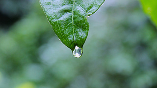 Капля дождя / Фото: pxhere.com/ru/photo/99025