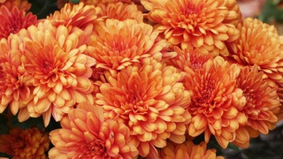 Красивые оранжевые цветы / Фото: pixabay.com