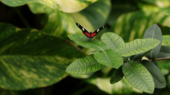 Удивительно красочный мир природы / Фото: pixabay.com