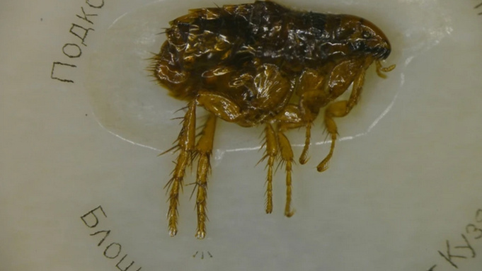 Подкованная блоха, работа Владимира Анискина / Фото: "КП-Новосибирск"