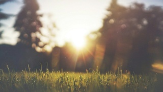 Солнце и трава / Фото: unsplash.com