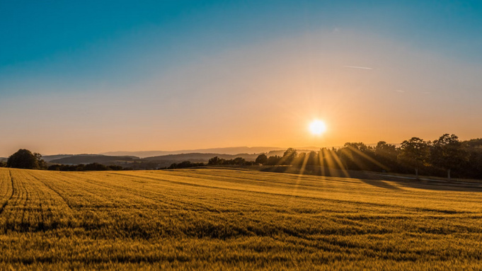 Рассвет в поле / Фото: unsplash.com