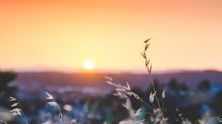 Рассвет в поле / Фото: unsplash.com