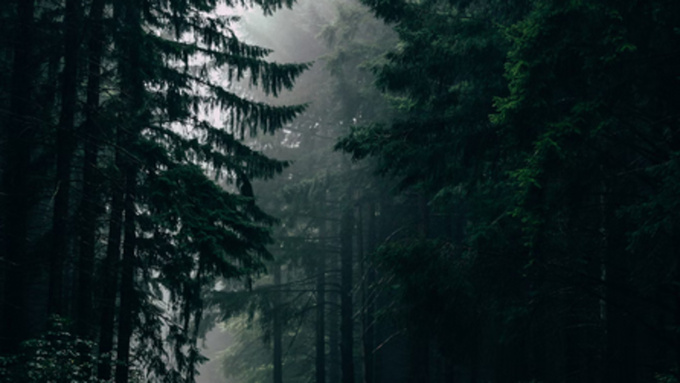 Дождь в хвойном лесу / Фото: unsplash.com