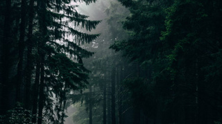 Дождь в хвойном лесу / Фото: unsplash.com