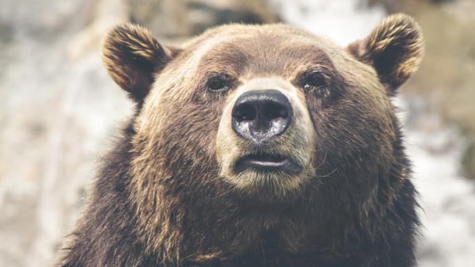 Медведь / Фото: pxhere.com/ru/photo/305