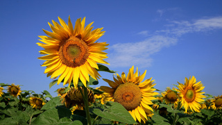 Подсолнухи / Фото: pxhere.com/ru/photo/1684790