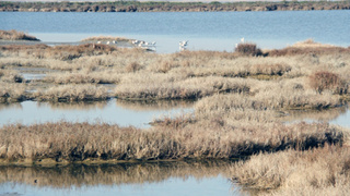 Болото / Фото: pxhere.com/ru/photo/169437