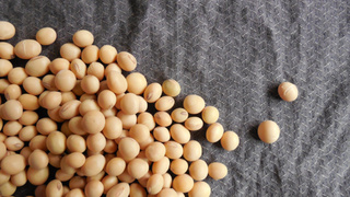 Соевые бобы / Фото: pxhere.com/ru/photo/1015730