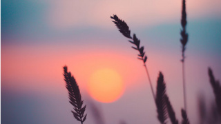 Колоски, закат / Фото: Unsplash.com
