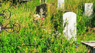 Заросли на кладбище / Фото: "Чп-<bqcr@