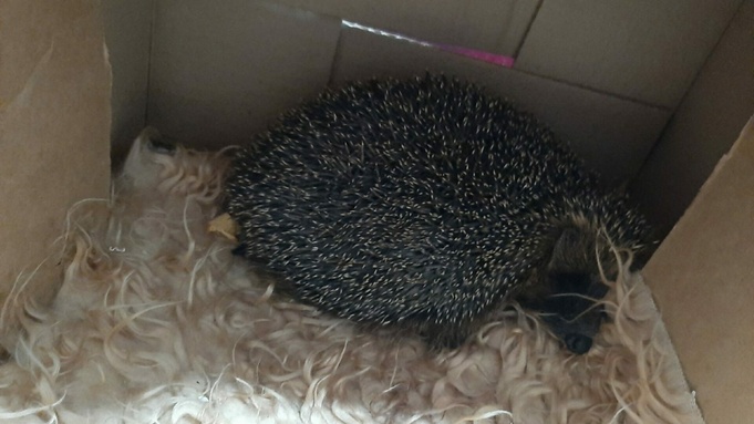 Спасенная ежиха / Фото: Сибдепо   