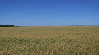 Поле/ Фото: Елена Поцелуева / unsplash.com