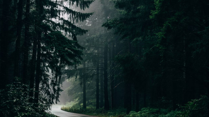 Дождь в хвойном лесу / Фото: unsplash.com