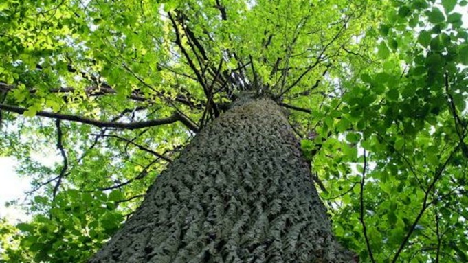 Дерево / Фото: t.me/barnaul_org   