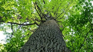 Дерево / Фото: t.me/barnaul_org   