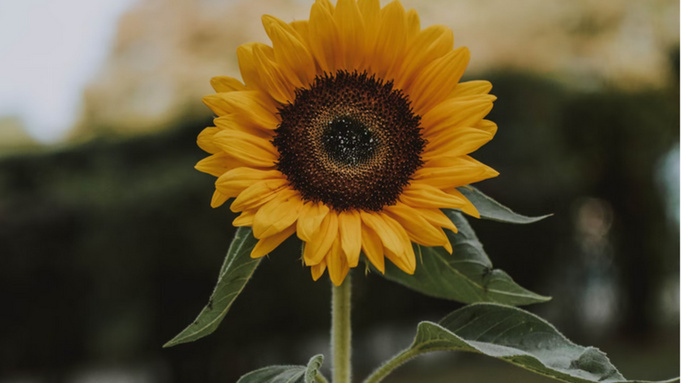 Подсолнечник / Фото: unsplash.com 