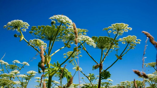 Борщевик / Фото: ecologyofrussia.ru