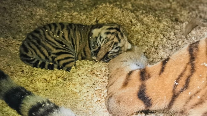 Тигренок из нового помета / Фото: "Лесная сказка"
